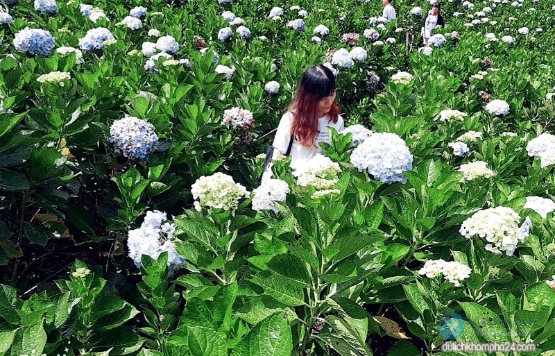 Nên đi du lịch Đà Lạt vào mùa nào