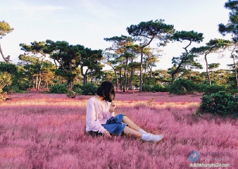 Nên đi du lịch Đà Lạt vào mùa nào