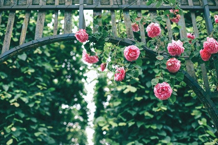 Rose Park là địa điểm vui chơi ở quận Long Biên