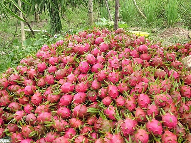 Thanh long Bình Thuận tăng giá đột biến